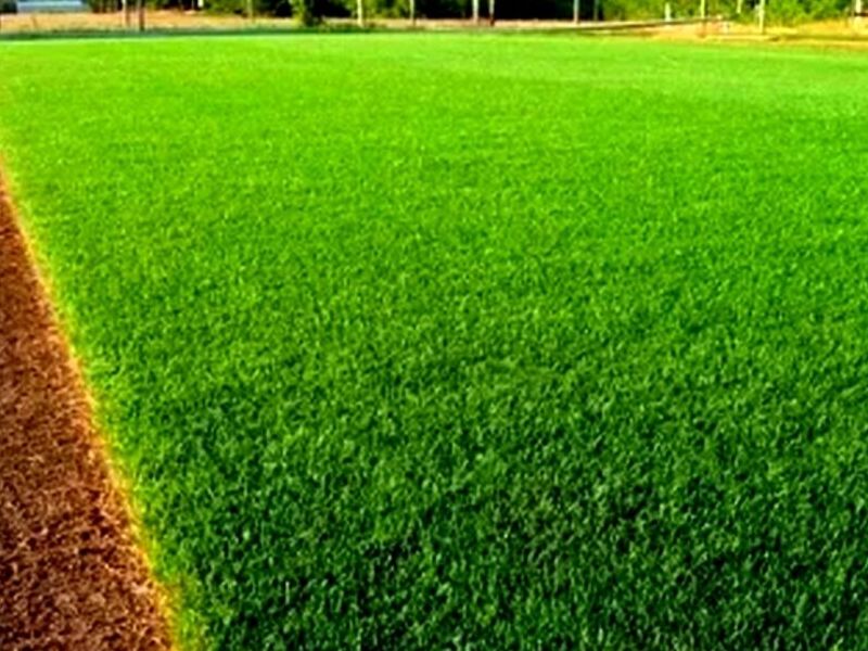 Grass Natural  - Paquete de 4 cuadrados